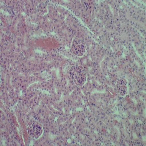 Microscope Slides - Zoology 100pcs Animal Prepared Slides High Quality Educational Supplies for Zoology