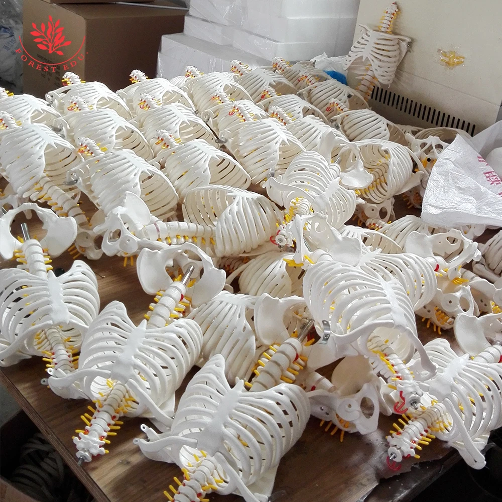 First Doctor Aid Training Medical Full Body General Doctor Adult Training Cpr Manikin