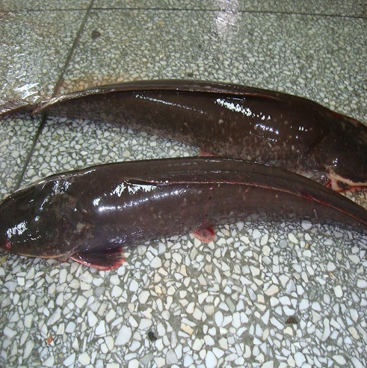 Frozen Catfish HGT / Catfish Fillets