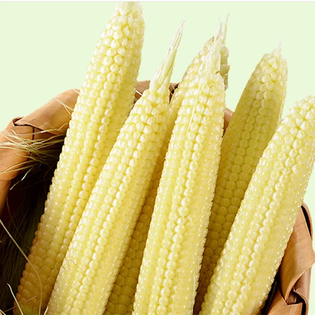 
price Canned Baby Corn in brine in glass jar or can 