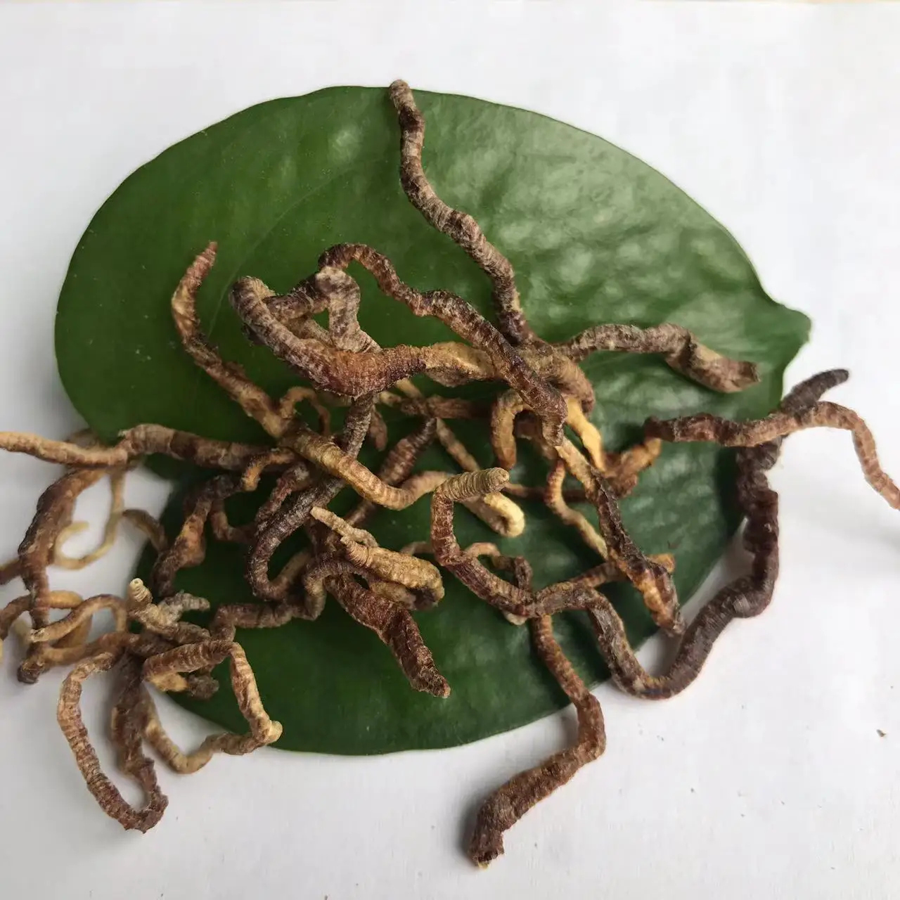 Замораживание сушеных дождевых червей рыбные приманки корм для домашних животных