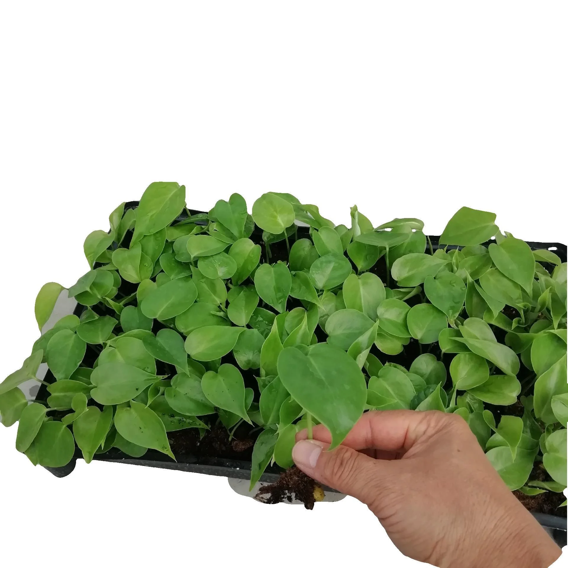 
Low price wholesale foliage plants Monstera deliciosa ornamental live plants bonsai 