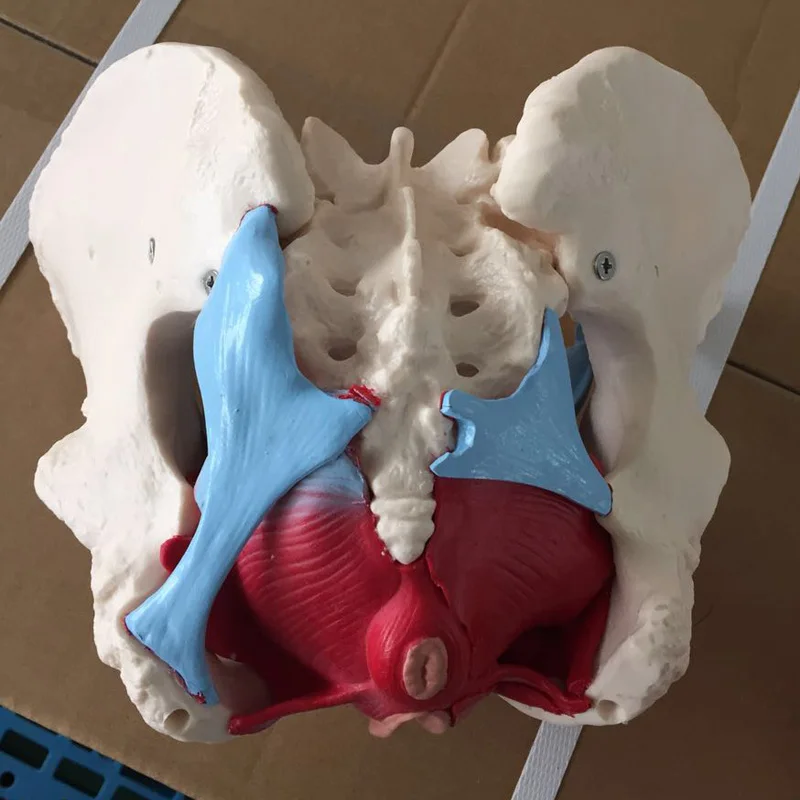 ADA-A1037 Female Pelvis Model with Pelvic Floor Muscle Anatomical PVC Skeleton Organ Model for Medical Science
