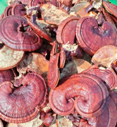 Лидер продаж, сырой цельный красный гриб reishi, гриб ganoderma lucidum reishi