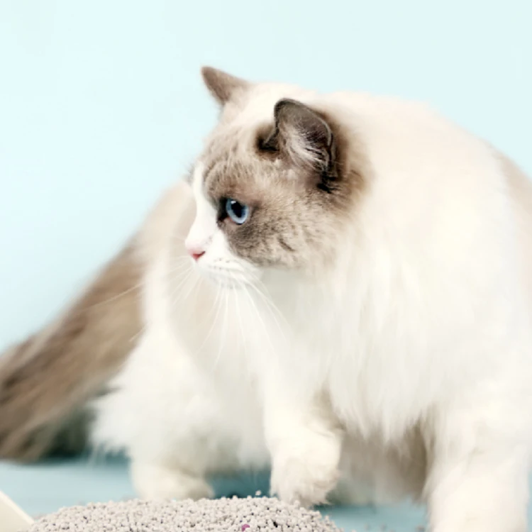 Cat Silica Gel Crystal Cat Litter   Sand