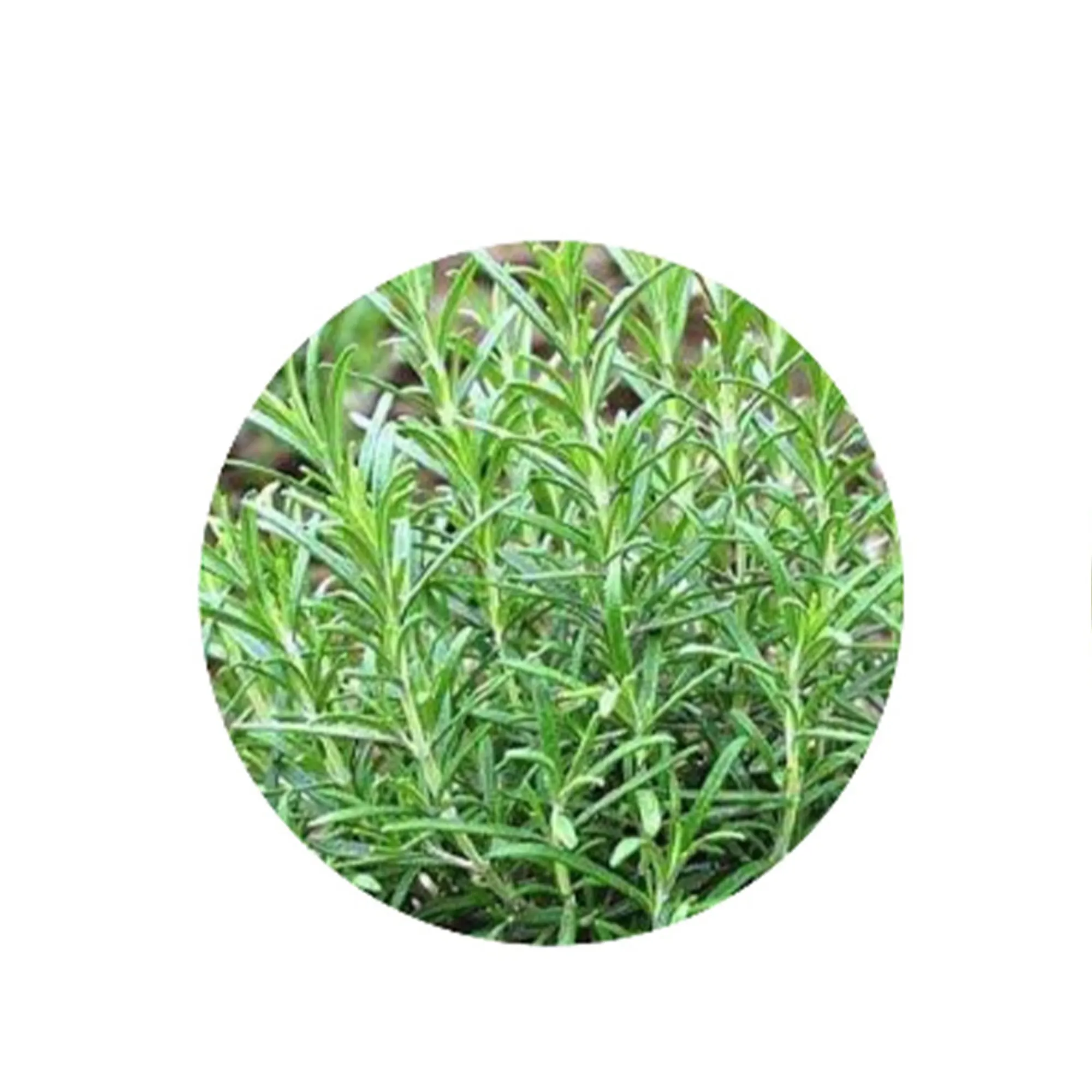 OEM hot selling Rosmarinic acid extracts 100% natural plant extract