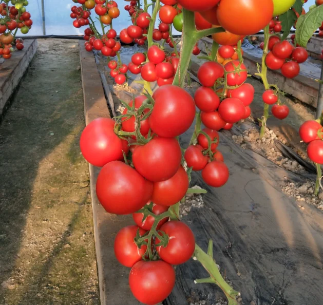 Гибридные F1 семена томатов розового цвета