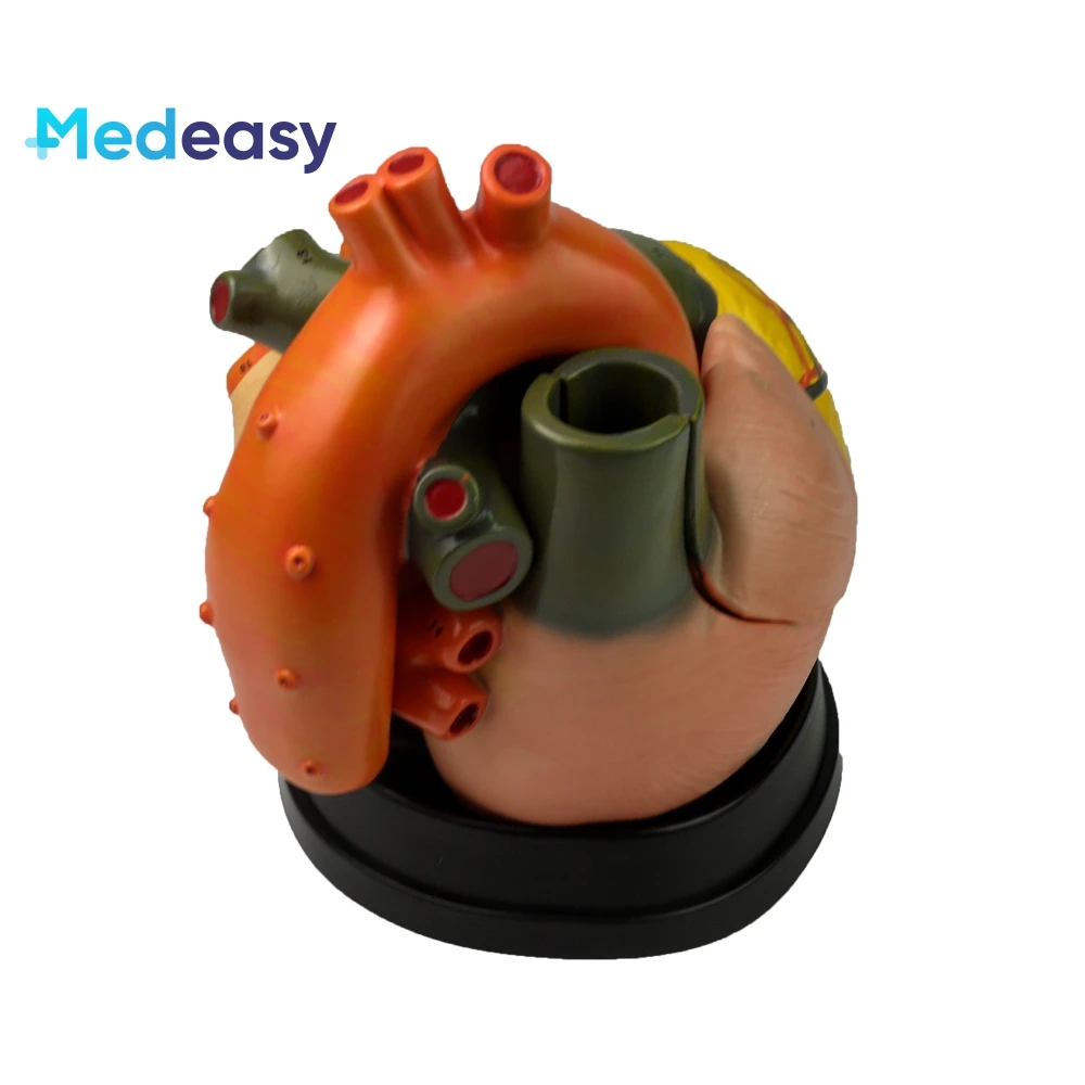 Five times larger heart model, Anatomical human heart model