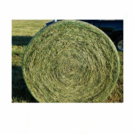 Factory Price Premium Quality Alfalfa Hay for Animal Feeding Stuff Alfafa Bales