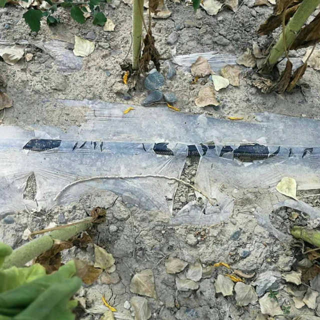 Eco Friendly Pbat PLA Biodegradable Mulch Mulching Film for Agriculture