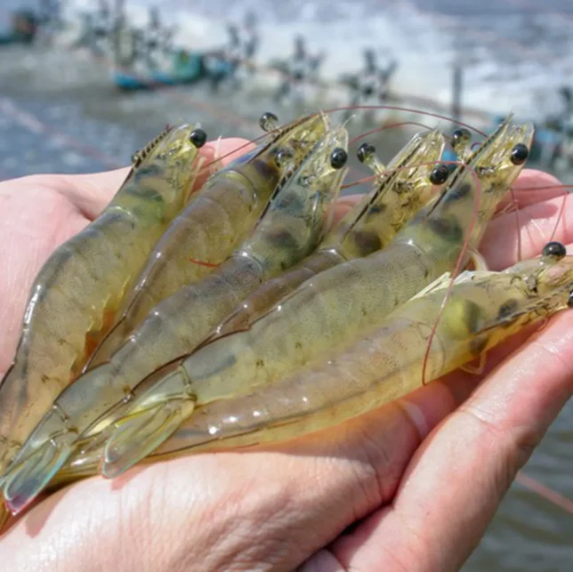 Saccharomyces cerevisiae feed additive aquaculture