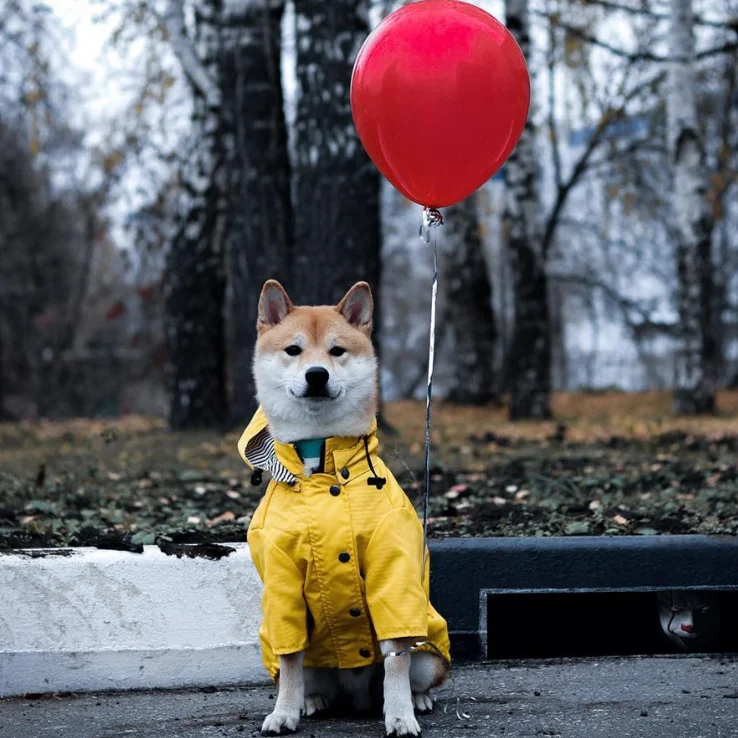OEM ODM blank plain solid windproof rain water resistant proof lightweight dog zipper up drawstring removable hoodie jacket coat