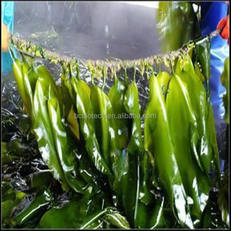  Fucoidan высокое качество в наличии на