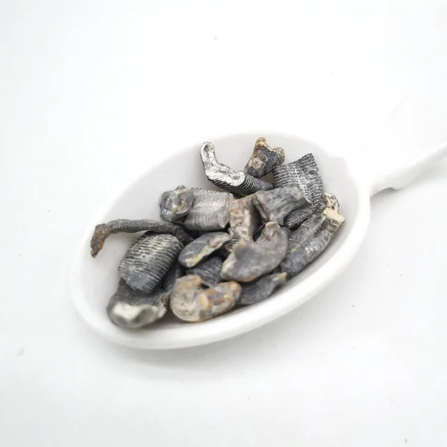 
Dried Leech Shui Zhi in Bulk 