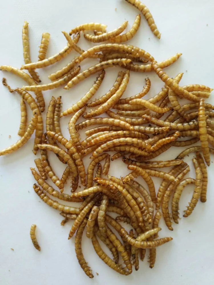 Manufacturer Stock Fish Meal Animal Feed Dry Meal Worm Dry Mealworm Dried Mealworms