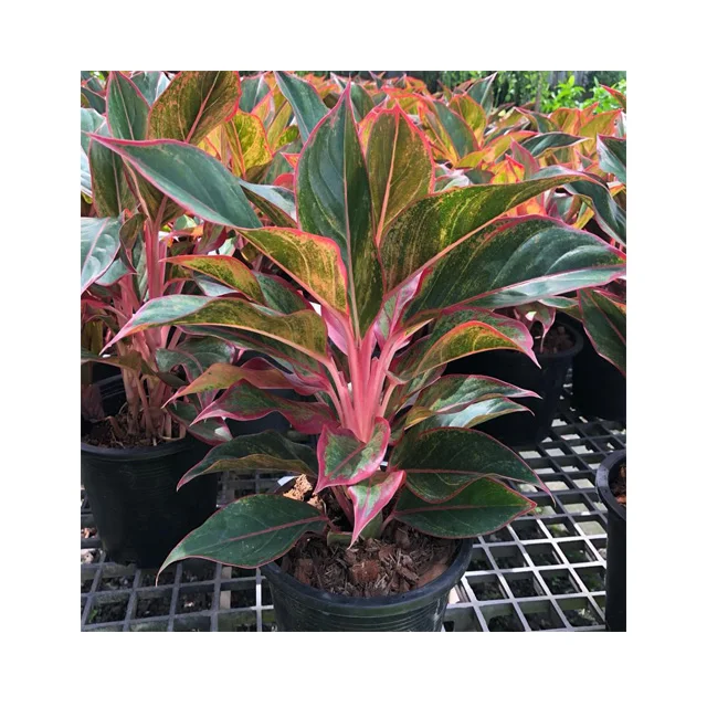 
Оптовая продажа, горшочные растения Aglaonema из Таиланда, Лучшая цена, попробуйте нас! 