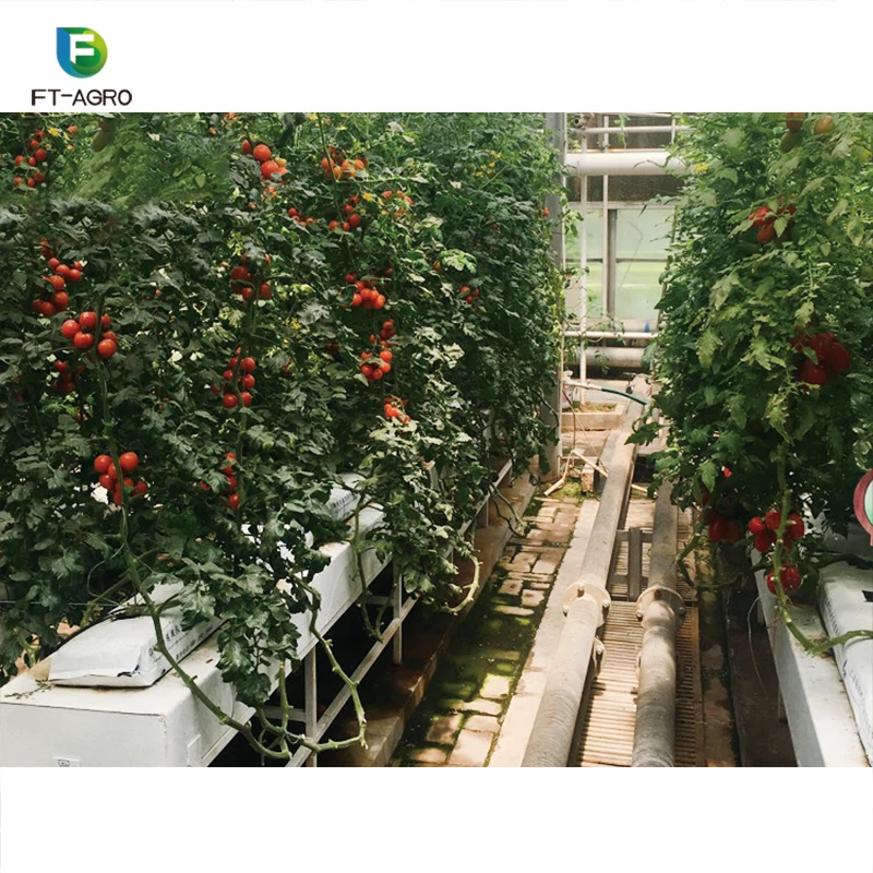The commercial professional cheapest NFT hydroponics system greenhouse for sale