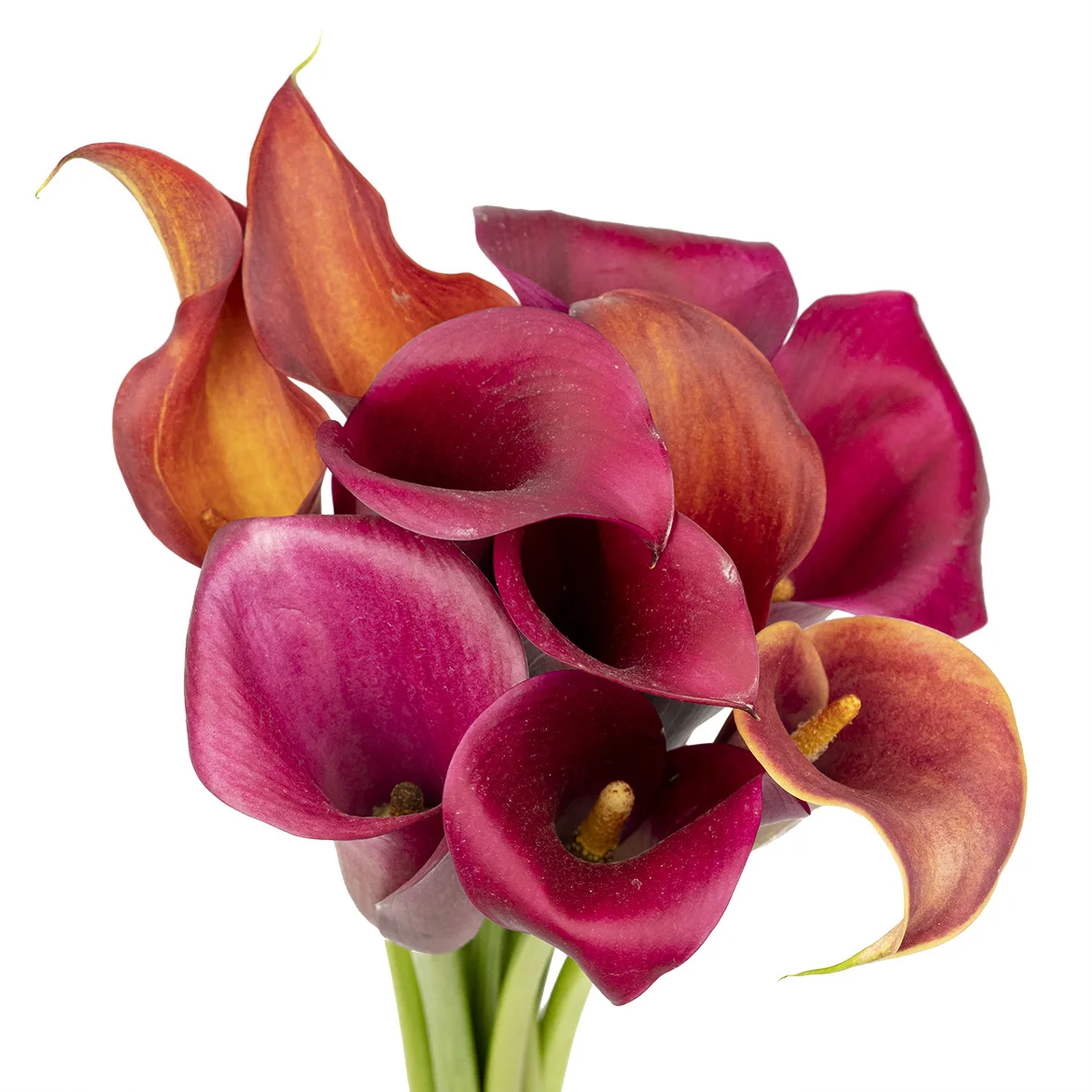 Hot Sale for Supply Wholesale Freshflowers Cut Calla Lily for Festivals Decoration