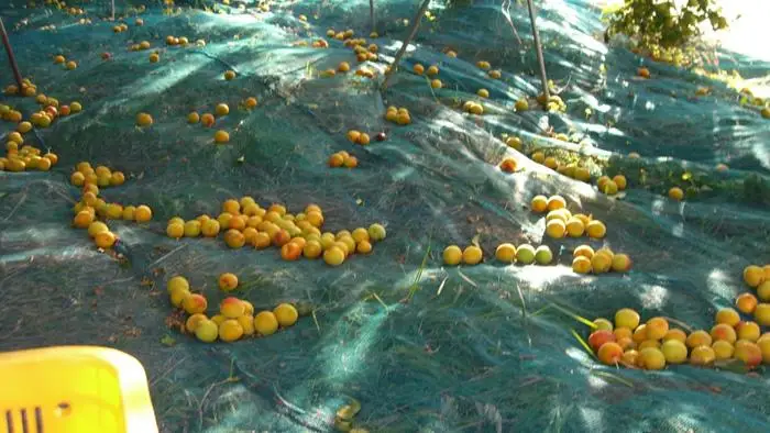 Слабый ароматизатор perilla beauty фрукты detox plum