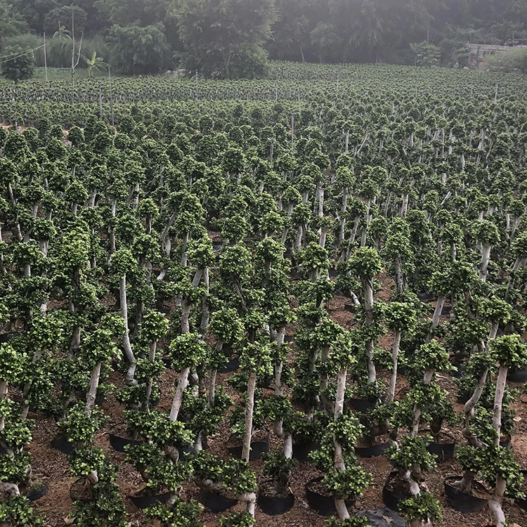 
life live variegated ficus s shape tree nursery 