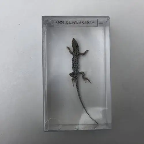 Reptiles anatomical and soaked specimen School lab Class specimen Teaching Aids Learning