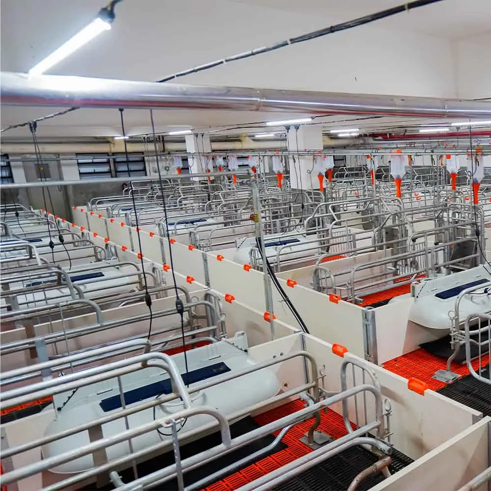Pig Farrow Cage Double Pig 500MM Pen Factory Direct Sale Pig Farrowing Pens with Complete Maternity System
