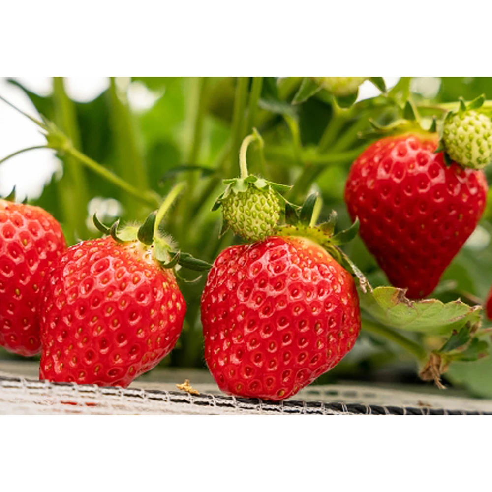 Освежающий вкус теплицы оптом Клубника Свежие фрукты для тортов