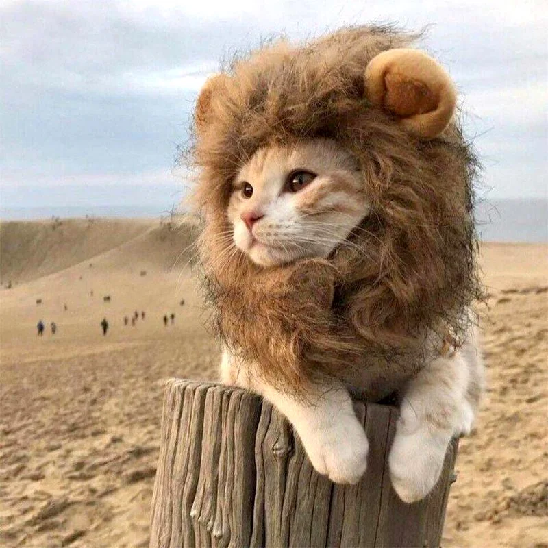 Factory Cute Pet Small Dog Cats Custom Lion Mane Wig Hoods Hat for Cat Dogs