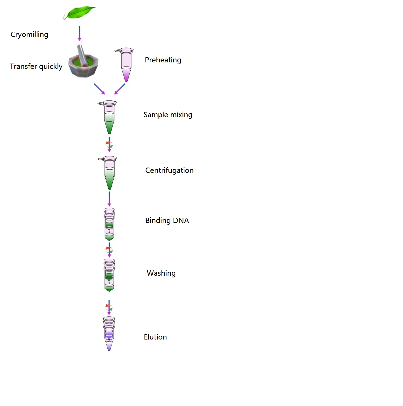 plant DNA isolation-.png