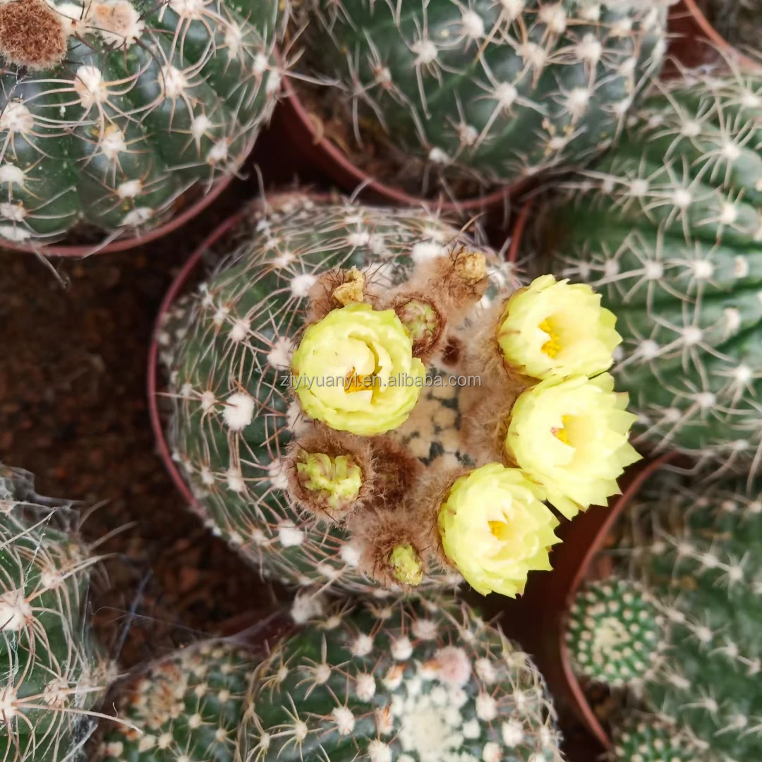 
Real Cactus for wholesale bonsai Succulent Plants indoor plant cactus 