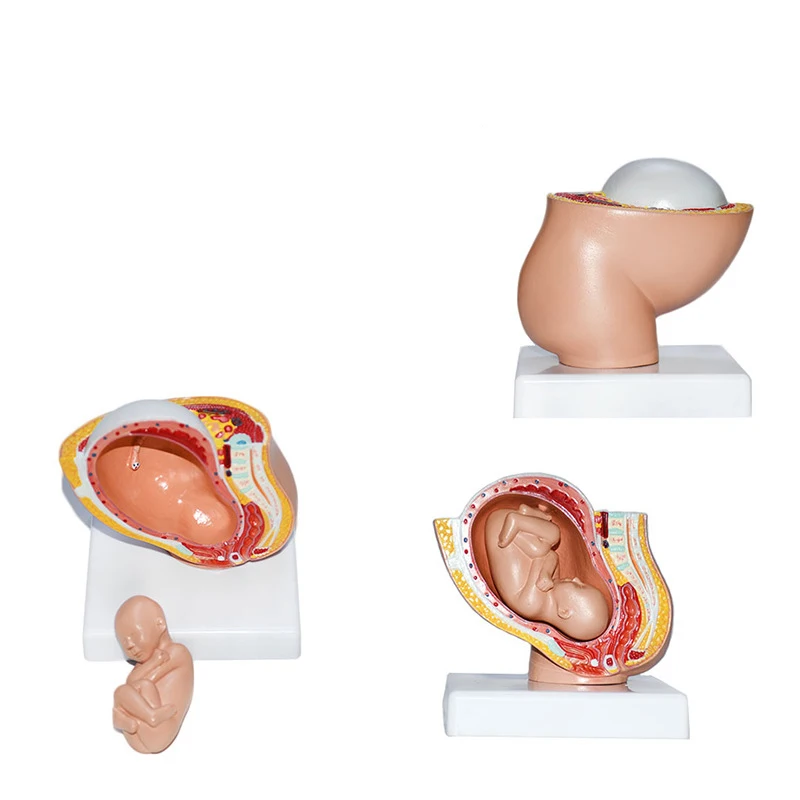 Reproductive system PVC emulsion model of human and child pelvis small size