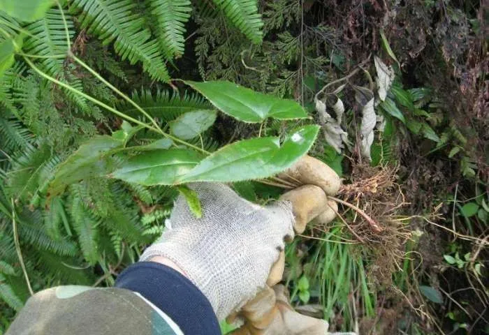 
Good buy Health Care Horny Goat Weed Extract Natural Icariin 98% by HPLC 