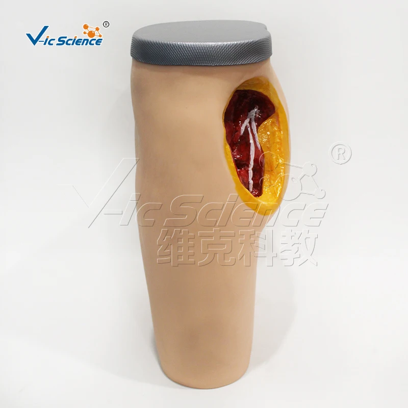 Advanced Gluteal  Anterior Superior Iliac Spine Posterior Superior Iliac Spine Muscle Injection and Anatomical Structure Model