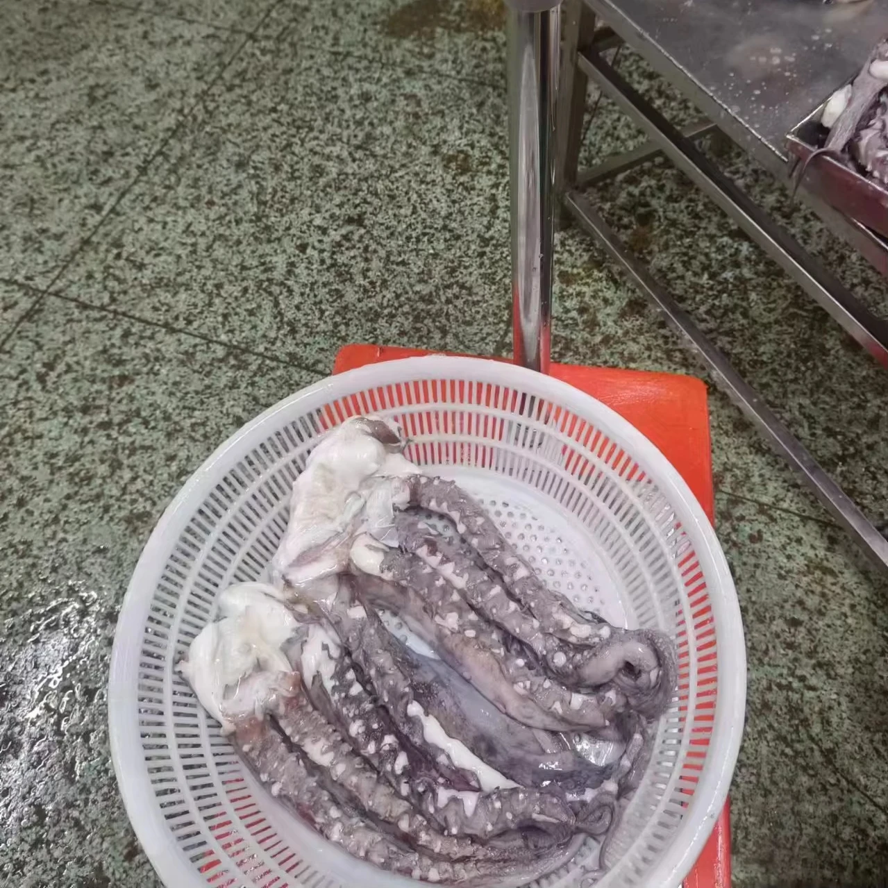 dosidicus gigas seafood Processing squid tentacle