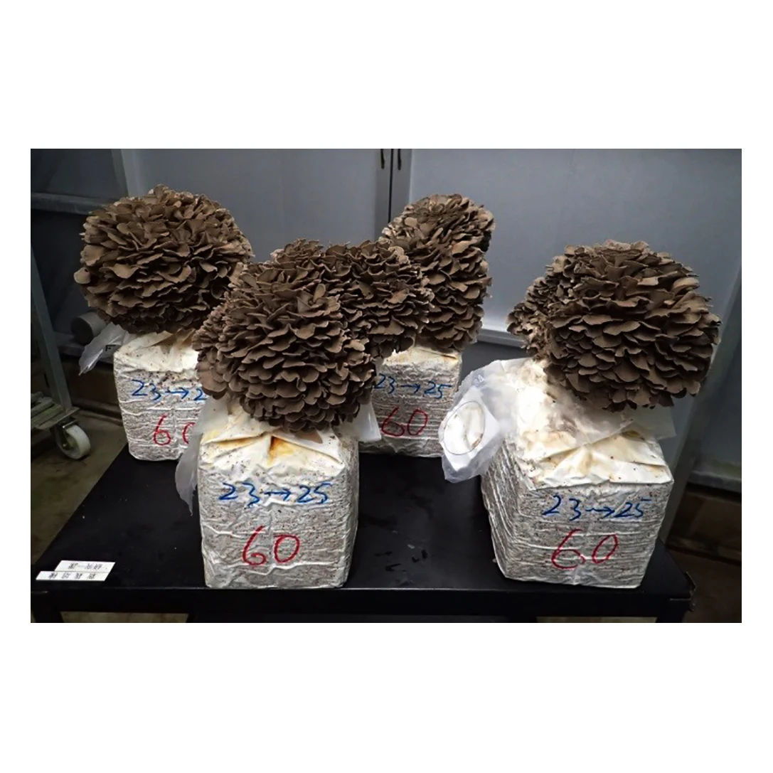 Inoculum for other button mushroom cultivation mixing machinery