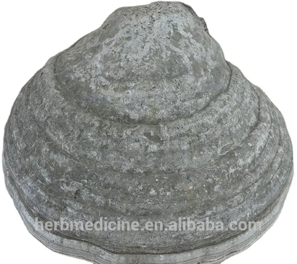 
Dried wild natural tinder fungus Pyropolyporus fomentarius 