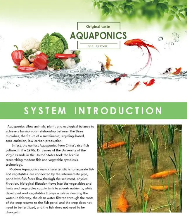 Commercial aquaponics system for fish and plant grow together soilless culture