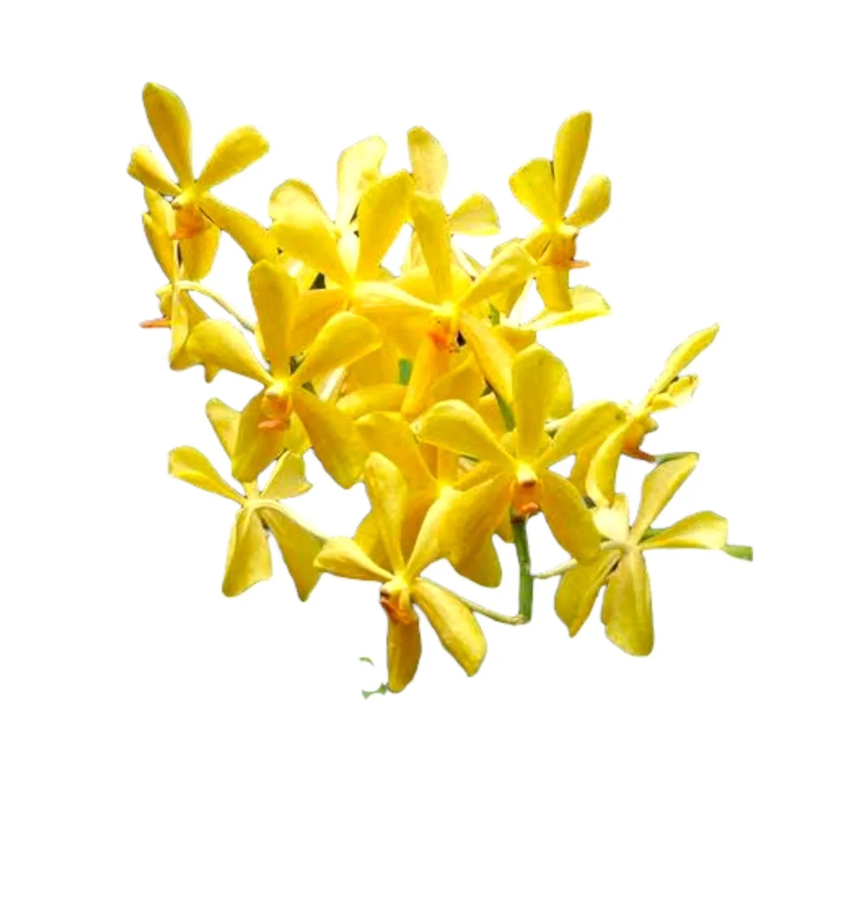 Yellow Mokara Fresh Cut Orchid Flower Orchids Flowers Are Fragrant For Export And Sold Within The Country From Orchid Farmers