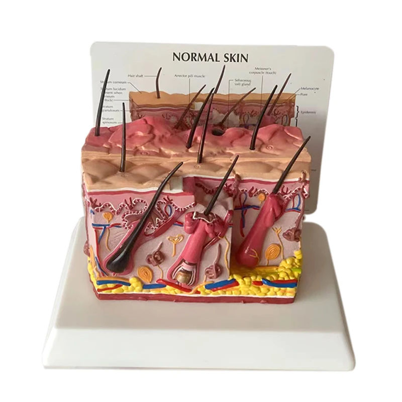 Medical science anatomical skin model enlarged  education anatomy skin structure model