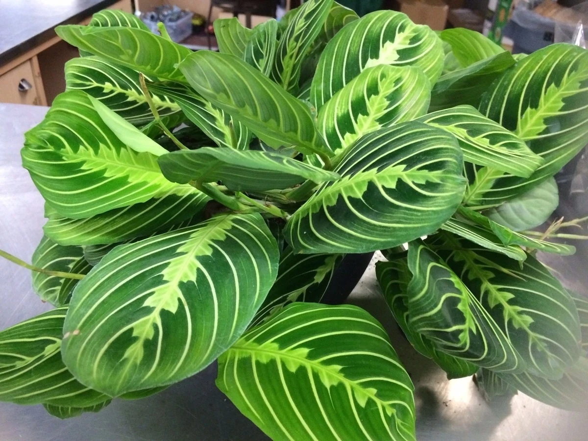 
 Молитвенное растение Maranta, лимонный лайм, калатея, Маранта, leuconeura var Massange calathea растения  