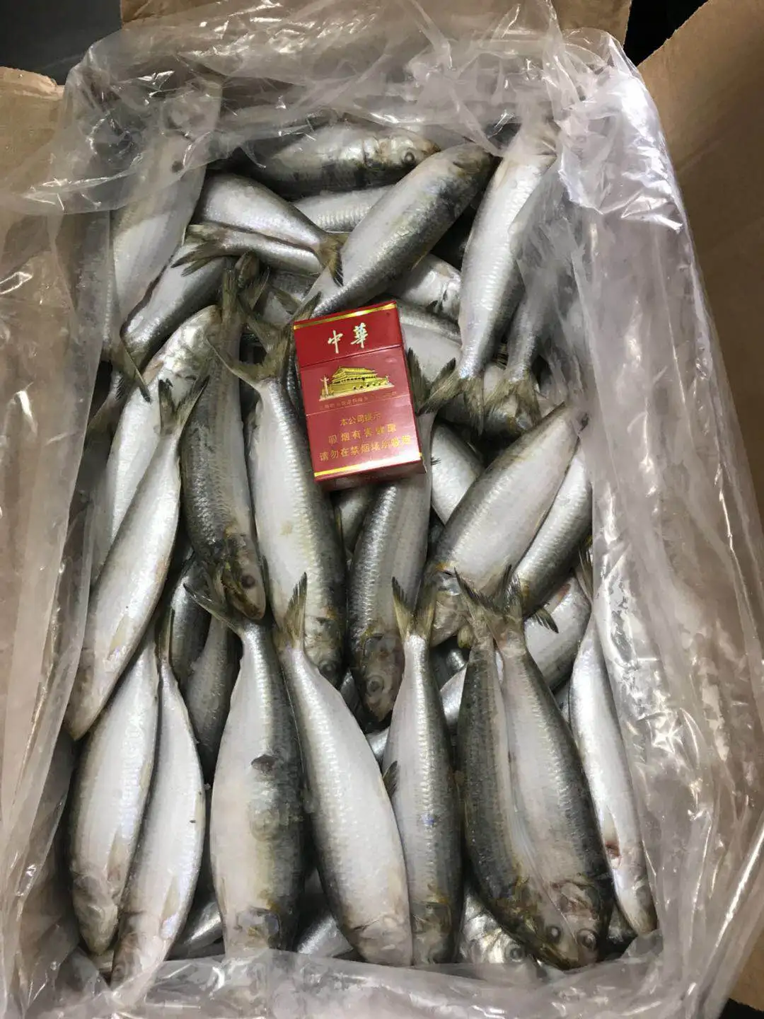 wholesale Sea Fish Fresh Frozen Sardine for bait