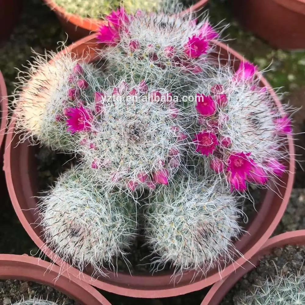 Wholesale Multi Heads  Mammillaria Hahniana  Cactus Nature plants seeding Plants Nursery  Decorate
