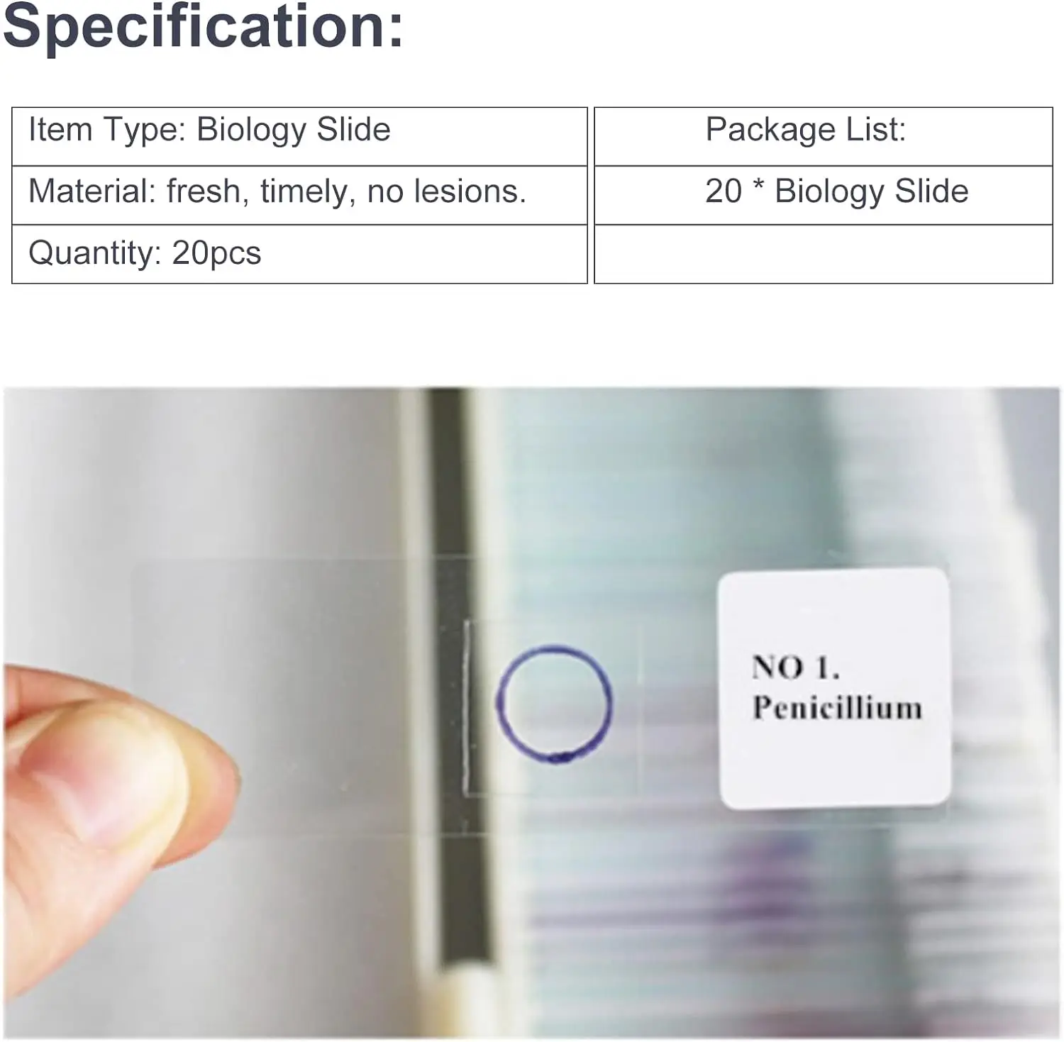 Preparation of Microscope Slides Maize Botanical Plants for Teaching and Research