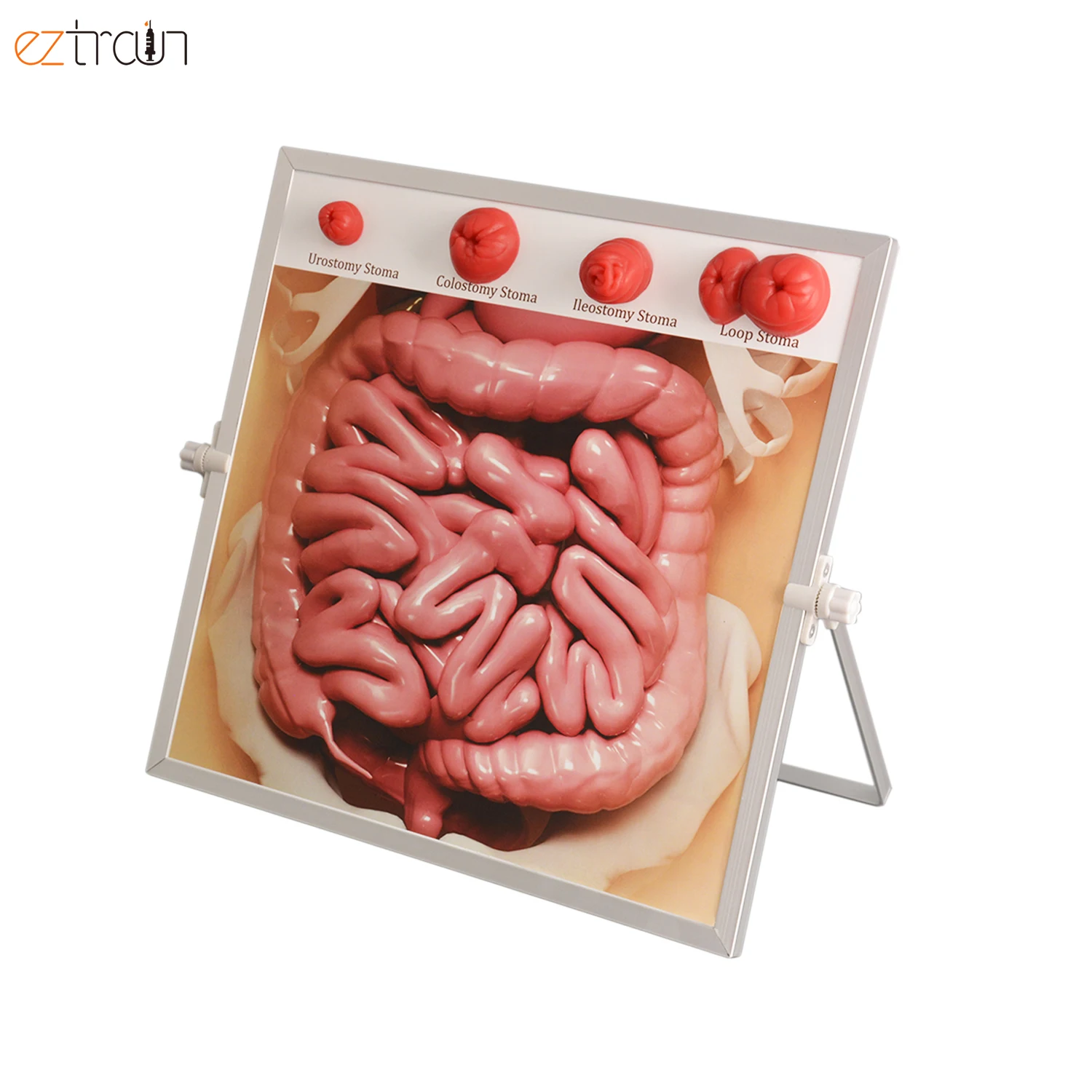 Medical Biological Teaching Ostomy Demonstration kit Model School Anatomy Model