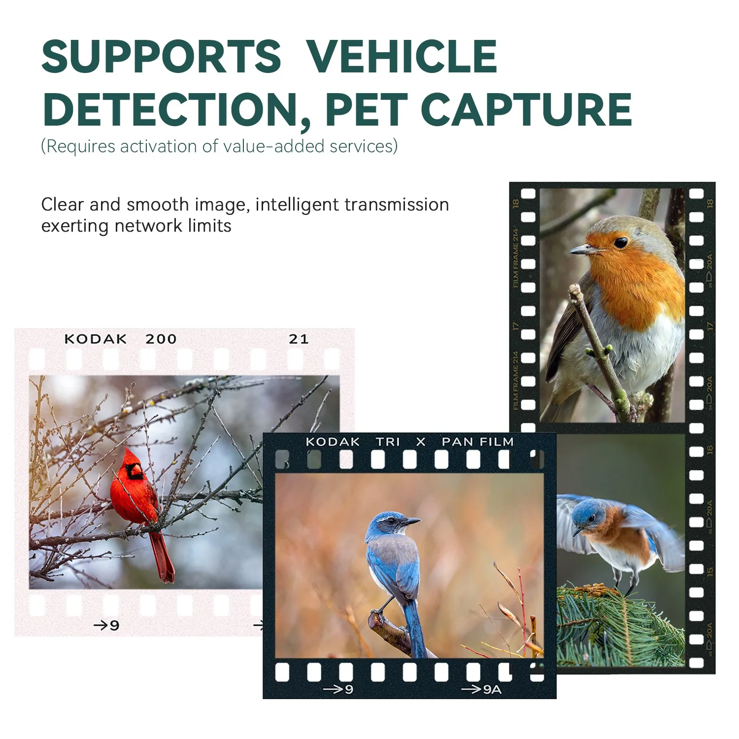 IP65 SOC Outdoor Wildlife Bird Feeder AI Recognition Bird Species Smart Bird Feeder Plastic Bowls Automatic Feeders & Waterers