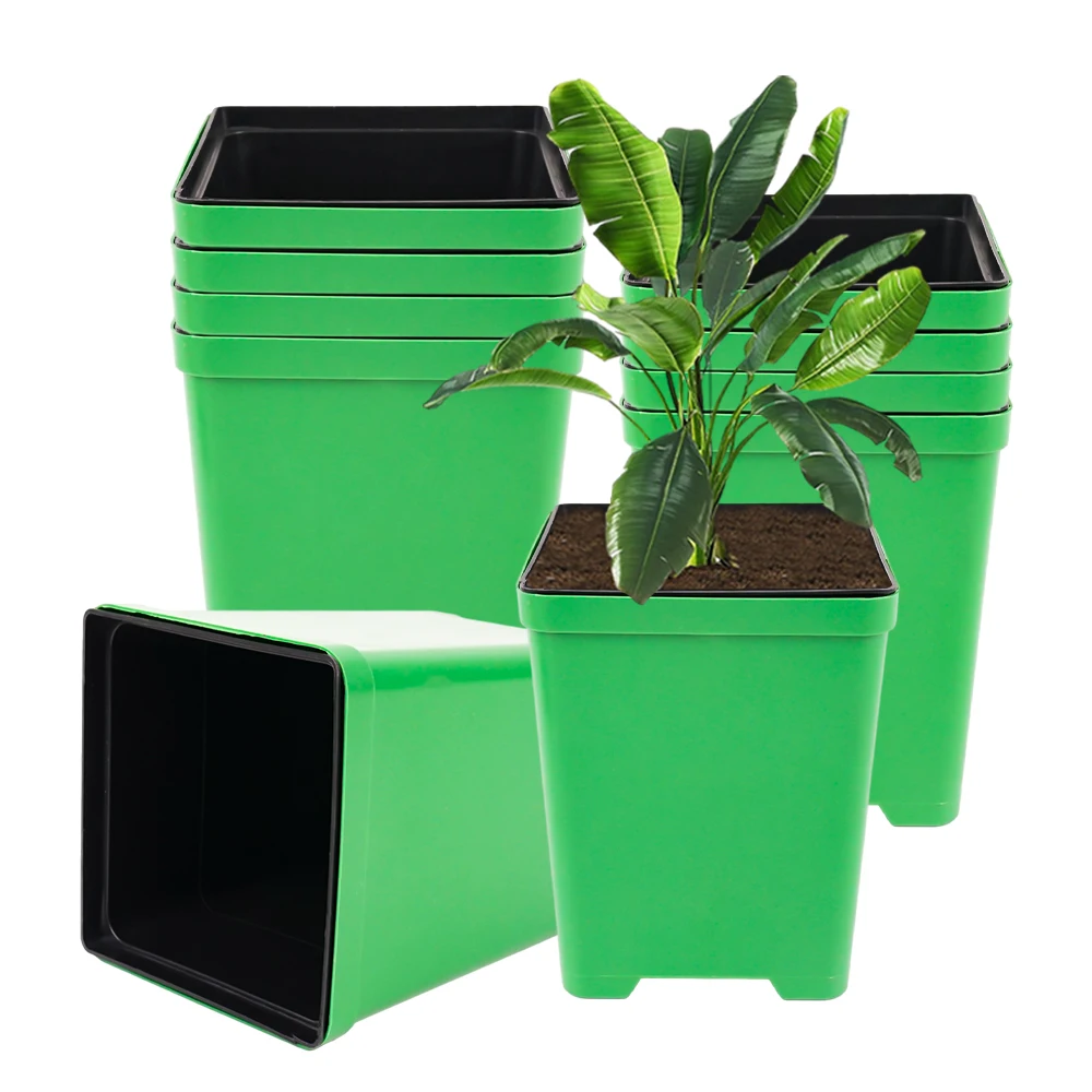 wholesale Hight Quality Nursery Flower Seedling for Garden Plant