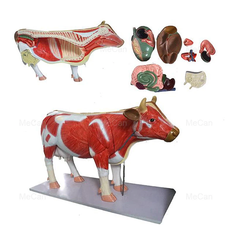 Hospital Animal Acupuncture Model, Dog Cat Horse Cow Animal skeleton Anatomy