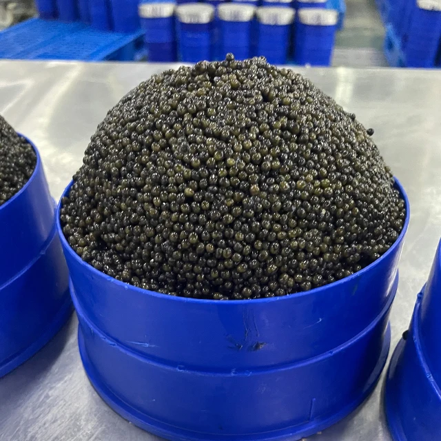 Заводская поставка, замороженная Икра, соль быстрого приготовления, корм, Белуга, Калуга, икра осетровых рыб