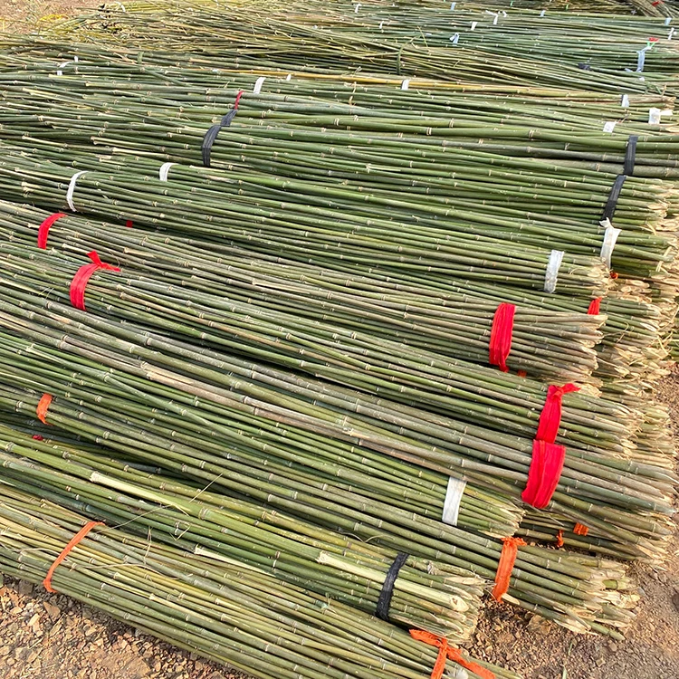 Tough Bamboo Poles For Making Walking Poles And Walking Sticks Raw Materials For Bamboo Hiking Poles