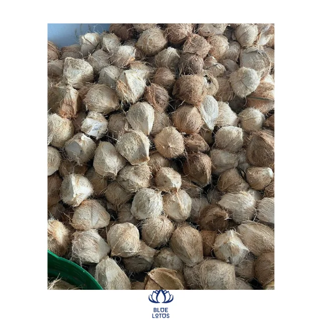Сухие зрелые старые кокосы-высококачественные кокосовые тропические фрукты полуочищенные высококачественные сладкие воды
